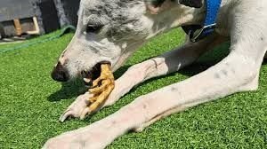 Can dogs eat chicken feet with nails