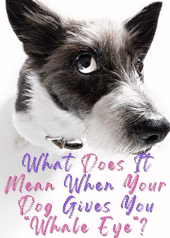 Why The Dog Giving The Side Eye? A Comprehensive Guide!