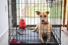 Why a dog crate is essential for every dog's life