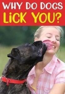 dog licking pussy