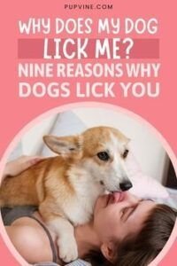 dog licks pussy